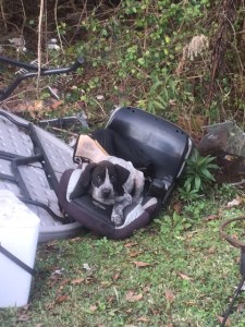 little-dog-in-baby-seat